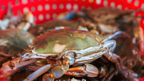 A crab sitting in a basket at Pinchers Seafood in Bay St. Louis. Photo by Lyn Moore.