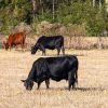 Cattle are being bred to withstand higher temperatures and drought conditions. Photo by Ivy Rose Ball.