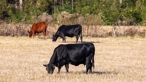 Cattle are being bred to withstand higher temperatures and drought conditions. Photo by Ivy Rose Ball.