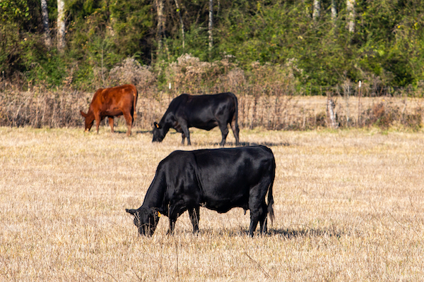 Cattle are being bred to withstand higher temperatures and drought conditions. Photo by Ivy Rose Ball.