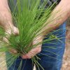 Dillon McInnis, from Timberline Forestry, LLC, shows the up-close view of a longleaf pine needle on Feb. 23.