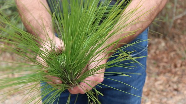 Dillon McInnis, from Timberline Forestry, LLC, shows the up-close view of a longleaf pine needle on Feb. 23.