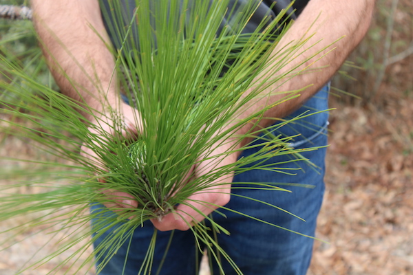 Dillon McInnis, from Timberline Forestry, LLC, shows the up-close view of a longleaf pine needle on Feb. 23.