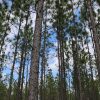 Pine trees towering into the sky.