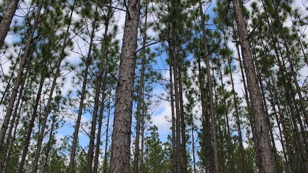 Pine trees towering into the sky.