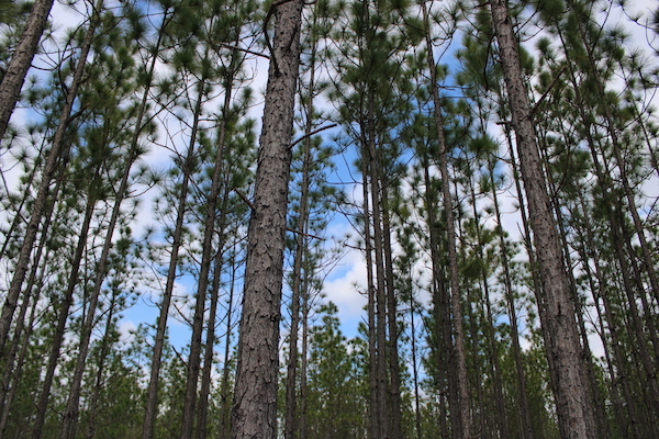 Pine trees towering into the sky.